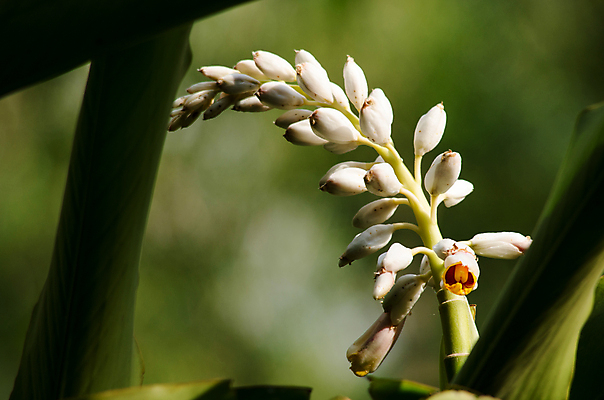 포토 JPG 해외이미지 나무 식물 꽃잎 꽃 분홍색 잎 꽃무늬 밭 태국 자연 하늘 사람없음 야외 환경 정원 봄 나뭇가지 난초 닫기 숲 보케 해외포토 계절 아시아 컬러 무늬 농업 모션 생태계 파일형식 이미지허브