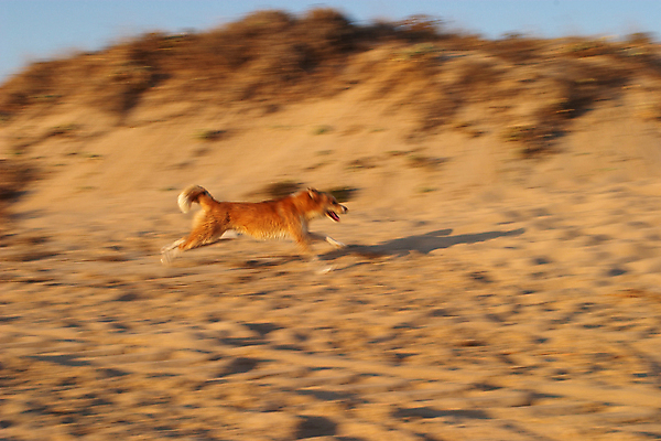 포토 JPG 해외이미지 동물 모션 사람없음 야외 달리기 사인 속도 전력질주 한계 해외포토 파일형식 이미지허브
