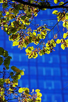 포토 JPG 해외이미지 나무 식물 외관 공원 백그라운드 잎 비즈니스 건축양식 창문 자연 유리 하늘 새로움 사람없음 야외 건물 초록색 금융 파란색 빛 사무실 햇빛 태양 반사 탑 금속 정원 맑음 고층빌딩 봄 나뭇가지 신선 도시 센터 숲 큼 유기농 질감 스카이라인 고립 철강 해외포토 자연요소 건축물 웰빙 계절 공공시설 건축 컬러 컨셉 재질 날씨 빌딩 경제 크기 생태계 파일형식 이미지허브