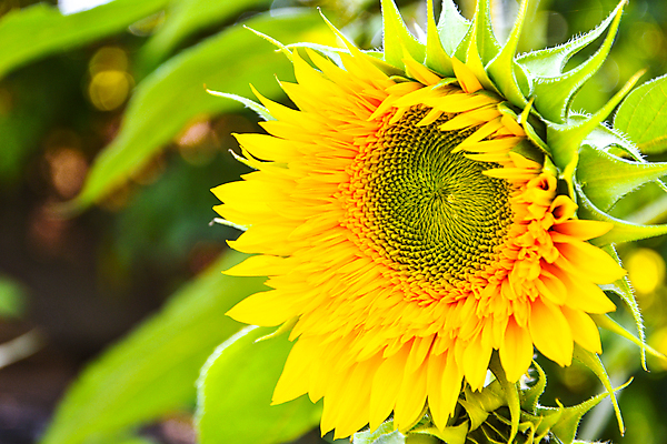 포토 JPG 해외이미지 주간 해바라기 풍경 사람없음 야외 아웃포커스 여름 해외포토 자연요소 계절 꽃 촬영기법 파일형식 이미지허브