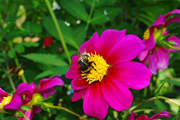 포토 JPG 해외이미지 식물 동물 꽃잎 꽃 야생동물 분홍색 곤충 꽃무늬 자연 사람없음 초록색 노란색 정원 활발 벚꽃 흰색 침대 꿀벌 큼 달리아 싱글 꽃가루 꿀 멀티 호박벌 해외포토 컬러 가구 컨셉 무늬 벌_곤충 크기 가루 생태계 파일형식 이미지허브