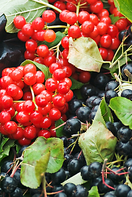 포토 JPG 해외이미지 나무 식물 라이프스타일 공원 열매 음식 잎 다이어트 과일 자연 디저트 건강 사람없음 야외 목재 빨간색 여름 환경 정원 주스 에너지 수확 나뭇가지 신선 그룹 시장 달콤 맛 숲 잼 먹기 부드러움 이익 비타민 내추럴 건포도 과육 생태학 스터핑 신맛 채식주의자 맛있는 해외포토 계절 공공시설 교육 음료 컬러 컨셉 농업 재료 모션 포도 생활 감각 소스_음식 생태계 채식 건과일 영양소 파일형식 이미지허브