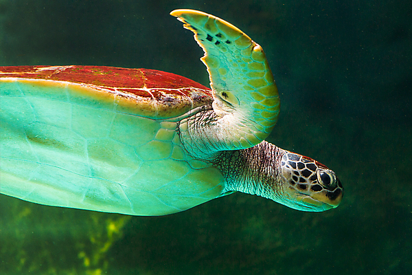 포토 JPG 해외이미지 한마리 바다 자연 사람없음 바닷속 수중 바다거북 수중사진 해외포토 1 거북이 생태계 파일형식 이미지허브