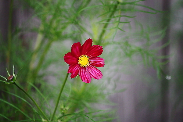 포토 JPG 해외이미지 식물 꽃잎 꽃 꽃무늬 밭 자연 하늘 국화 사람없음 야외 초록색 파란색 컬러풀 뷰티 환경 정원 맑음 보라색 활발 벚꽃 흰색 시골 신선 개화 황금 제비꽃 묘사 꽃가루 강렬 많음 해외포토 컬러 컨셉 무늬 농업 날씨 가루 생태계 파일형식 이미지허브