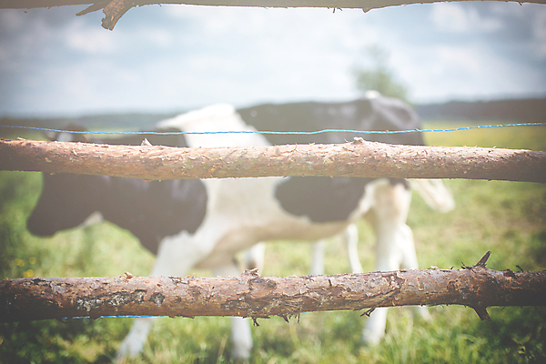 포토 JPG 해외이미지 동물 구름 백그라운드 밭 농업 포유류 자연 하늘 서기 풍경 초원 사람없음 야외 초록색 여름 파란색 햇빛 농장 농경지 머리 맑음 가축 봄 목장 소고기 우유 흰색 시골 소 군중 숲 방목 땅 허브 코 장면 밭일 찰과상 목가 해외포토 자연요소 식물 계절 산업 컬러 모션 날씨 유제품 육류 사람 신체부위 태양 축산업 상처 생태계 파일형식 이미지허브