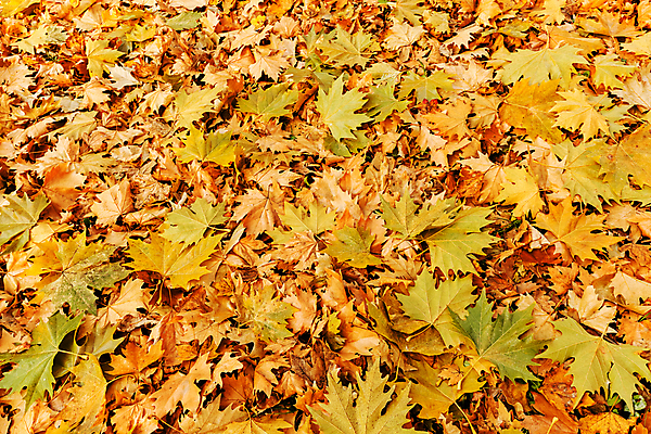 포토 JPG 해외이미지 나무 식물 디자인 계절 꽃 백그라운드 발 자연 건강 손바닥 미술 사람없음 초록색 컬러풀 정원 못 플랫 이슬 원예 질감 조경 부드러움 광택 페디큐어 해외포토 손 컬러 문화예술 취미 신체부위 뷰티 공구 감각 생태계 파일형식 이미지허브