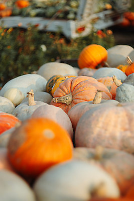포토 JPG 해외이미지 계절 음식 밭 농업 채소 오렌지 부분 자연 호박 휴가 사람없음 목재 장식 컬러풀 농장 노란색 상점 정원 할로윈 수확 축하 시장 나무상자 배열 준비 유기농 수납 모음 추수감사절 스쿼시 10월 내추럴 해외포토 나무 웰빙 산업 기독교 스포츠 컬러 컨셉 과일 재료 한글 상자 구기 날짜 생태계 파일형식 이미지허브