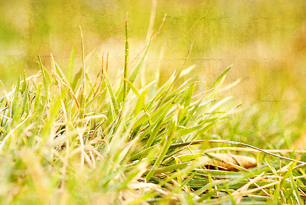 포토 JPG 해외이미지 식물 계절 백그라운드 밭 자연 잔디 사람없음 야외 초록색 환경 페인트 봄 활발 성장 신선 칼날 그림 에코 질감 내추럴 생태학 해외포토 교육 컬러 컨셉 농업 생태계 파일형식 이미지허브