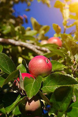포토 JPG 해외이미지 주간 과일 사람없음 야외 아웃포커스 사과 사과나무 해외포토 자연요소 나무 촬영기법 파일형식 이미지허브