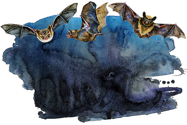 포토 JPG 해외이미지 템플릿 손 종이 분홍색 백그라운드 패턴 일러스트 벽지 추상 잉크 창조 미술 사람없음 그래픽 빨간색 물 컬러풀 달리기 보라색 검은색 어둠 페인트 활발 할로윈 흰색 붓 얼룩 거친 떨어짐 빨래 그네 그림 질감 고립 그런지 타격 파스텔톤 아크릴 해외일러스트 자연요소 컬러 컨셉 가사 무늬 모션 재질 문화예술 신체부위 파일형식 이미지허브