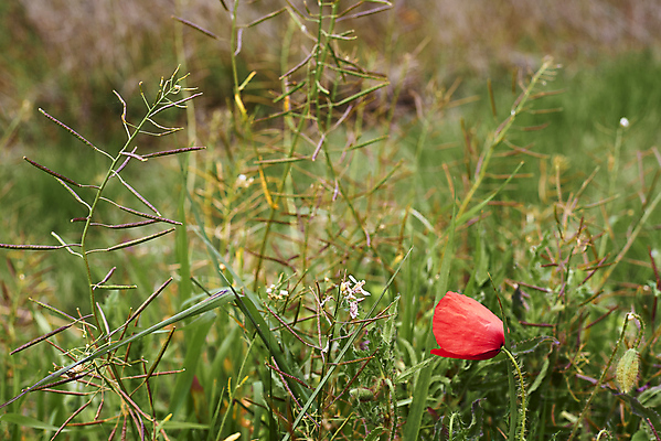 포토 JPG 해외이미지 식물 꽃잎 꽃 줄기 백그라운드 꽃무늬 밭 자연 하늘 거리 기술 파노라마 사람없음 가로 빨간색 초록색 파란색 햇빛 머리 일출 봄 들꽃 추위 성장 신선 비교 중앙 땅 장면 부드러움 양귀비 고립 해외포토 계절 컬러 컨셉 무늬 농업 촬영기법 신체부위 태양 노을 감각 생태계 파일형식 이미지허브