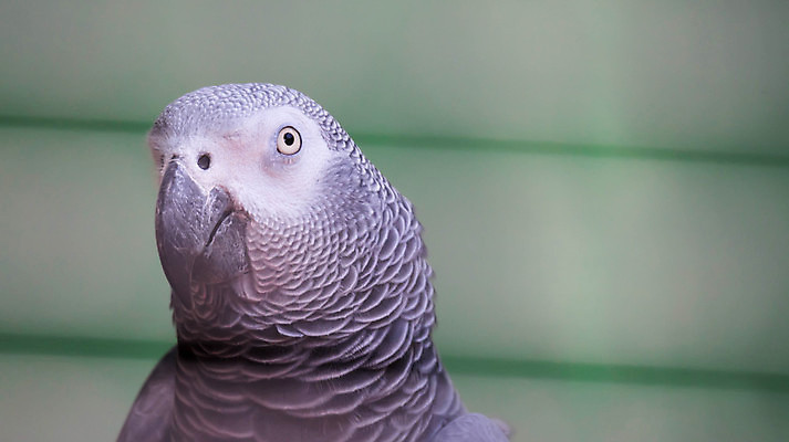 포토 JPG 해외이미지 한마리 아프리카 자연 근접촬영 사람없음 회색 앵무새 해외포토 1 나라 뷰포인트 컬러 조류 생태계 파일형식 이미지허브