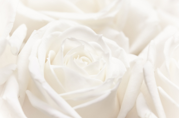 포토 JPG 해외이미지 식물 디자인 계절 꽃잎 꽃 결혼 백그라운드 컨셉 꽃무늬 자연 결혼식 추상 휴가 사람없음 빛 노란색 환경 봄 수확 성장 벚꽃 흰색 신선 신용카드 개화 선택 질감 복고 초대 부드러움 내추럴 해외포토 컬러 무늬 농업 이벤트 금융 감각 생태계 파일형식 이미지허브