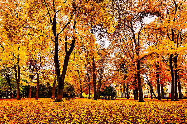 포토 JPG 해외이미지 주간 공원 단풍 낙엽 단풍나무 사람없음 야외 주황색 해외포토 자연요소 나무 공공시설 컬러 잎 파일형식 이미지허브