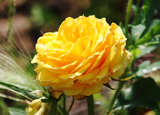 포토 JPG 해외이미지 식물 공원 꽃잎 꽃 분홍색 잎 꽃무늬 자연 친절 발렌타인데이 사랑 사람없음 야외 빨간색 초록색 빛 뷰티 장미 노란색 정원 봄 추위 성장 벚꽃 죽음 개화 냄비 크림 향수 원예 향기 냄새 심플 모종 방법 스크랩북 옛날 이상 해외포토 계절 공공시설 감정 컬러 무늬 데이이벤트 취미 화장품 솥 생태계 파일형식 이미지허브