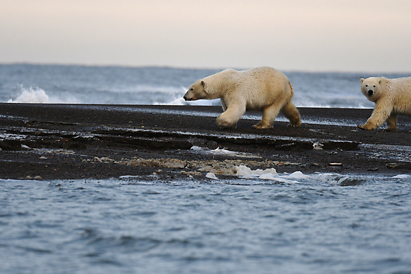 포토 JPG 해외이미지 주간 야생동물 바다 두마리 곰 사람없음 야외 걷기 북극곰 백곰 해외포토 자연요소 동물 2 포유류 모션 파일형식 이미지허브