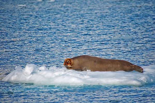 포토 JPG 해외이미지 동물 유럽 야생동물 포유류 자연 휴식 노르웨이 사람없음 야외 뷰티 환경 다양 보호 물개 북극 환경보전 생태계 생물학 북쪽 지구온난화 서식지 기후변화 동물상 보호구역 생태학 파라다이스 해외포토 멸종위기종 교육 나라 다수 컨셉 날씨 조형물 바다동물 변화 극지방 방향 사회이슈 구역 파일형식 이미지허브