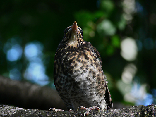 포토 JPG 해외이미지 나무 동물 자연 조류 사람없음 초록색 나뭇가지 둥지 작음 깃털 꼬리 부리 해외포토 식물 컬러 크기 생태계 파일형식 이미지허브