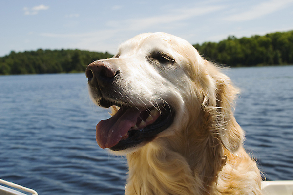 포토 JPG 해외이미지 나무 행복 호수 하늘 휴가 사람없음 물 여름 보트 황금 개 승차 해외포토 자연요소 식물 계절 감정 배_교통 포유류 모션 파일형식 이미지허브