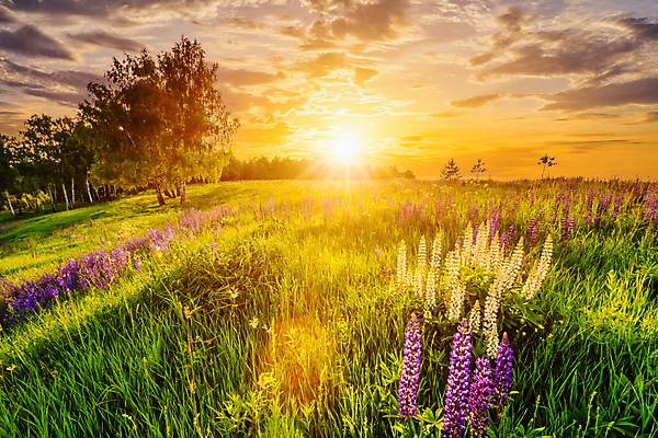 포토 JPG 해외이미지 나무 구름 꽃밭 자연 하늘 풍경 초원 사람없음 야외 햇빛 태양 일몰 해외포토 자연요소 식물 꽃 노을 생태계 파일형식 이미지허브
