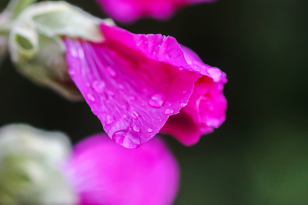 포토 JPG 해외이미지 식물 공원 꽃잎 꽃 분홍색 백그라운드 잎 꽃무늬 자연 씨앗 사람없음 야외 장식 빨간색 초록색 약 장미 마을 정원 보라색 봄 낭만 벚꽃 흰색 개화 큼 내추럴 강렬 아욱 세련 해외포토 계절 공공시설 컬러 컨셉 무늬 의학 크기 생태계 파일형식 이미지허브