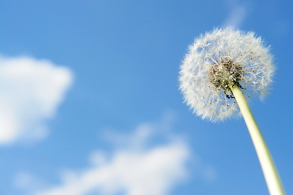 포토 JPG 해외이미지 주간 로우앵글 하늘 사람없음 야외 민들레 민들레홀씨 해외포토 자연요소 꽃 뷰포인트 파일형식 이미지허브