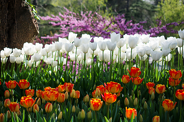 포토 JPG 해외이미지 식물 계절 꽃잎 꽃 줄기 분홍색 백그라운드 잎 꽃무늬 밭 자연 사람없음 장식 컬러풀 뷰티 정원 봄 활발 튤립 벚꽃 흰색 신선 개화 내추럴 해외포토 컬러 컨셉 무늬 농업 생태계 파일형식 이미지허브