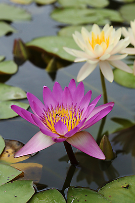 포토 JPG 해외이미지 식물 공원 꽃잎 꽃 아시아 호수 선 분홍색 곤충 백그라운드 잎 꽃무늬 자연 연꽃 사람없음 초록색 물 여름 뷰티 반사 노란색 정원 보라색 침묵 봄 벚꽃 흰색 연못 개화 백합 벌 제비꽃 내추럴 이국적 해외포토 자연요소 동물 계절 공공시설 나라 컬러 무늬 소리 생태계 파일형식 이미지허브