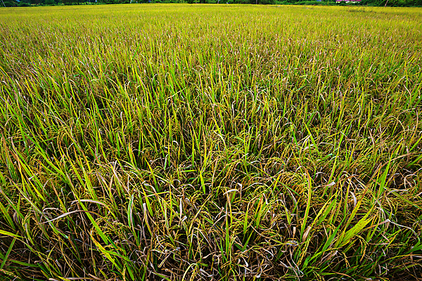 포토 JPG 해외이미지 식물 계절 아시아 음식 백그라운드 밭 농업 태국 자연 옥수수 사람없음 야외 초록색 빛 농작물 햇빛 태양 뷰티 농장 농경지 노란색 일출 환경 정원 맑음 일몰 봄 수확 성장 시골 황금 저녁 숲 낟알 밀 유기농 질감 내추럴 밭일 수평선 해외포토 자연요소 웰빙 나라 산업 컬러 날씨 곡류 노을 야간 생태계 파일형식 이미지허브