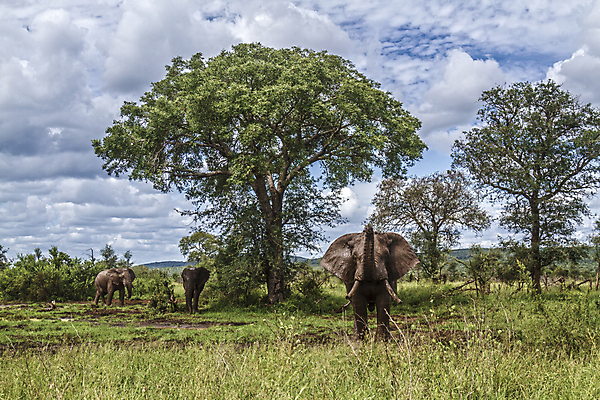 포토 JPG 해외이미지 동물 야생동물 포유류 아프리카 자연 코끼리 국립공원 사람없음 황무지 보호 사파리 남아프리카 보츠와나 보호구역 해외포토 멸종위기종 공원 나라 컨셉 생태계 구역 파일형식 이미지허브
