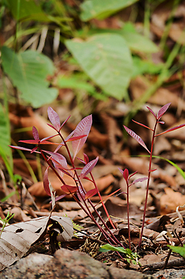 포토 JPG 해외이미지 식물 템플릿 디자인 백그라운드 잎 패턴 자연 추상 프레임 사람없음 초록색 빛 환경 봄 성장 신선 작음 유기농 질감 내추럴 해외포토 웰빙 계절 컬러 무늬 크기 생태계 파일형식 이미지허브