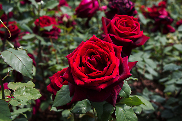 포토 JPG 해외이미지 꽃 잎 자연 근접촬영 사람없음 야외 빨간색 장미 해외포토 식물 뷰포인트 컬러 생태계 파일형식 이미지허브