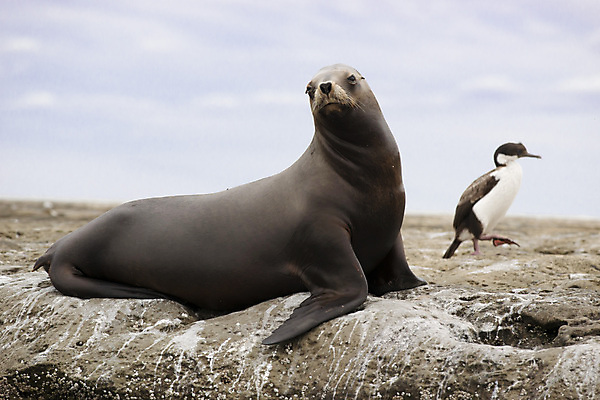 포토 JPG 해외이미지 동물 여자 야생동물 바다 포유류 자연 사람없음 갈색 그룹 남아메리카 아르헨티나 해외포토 컬러 아메리카 사람 생태계 파일형식 이미지허브