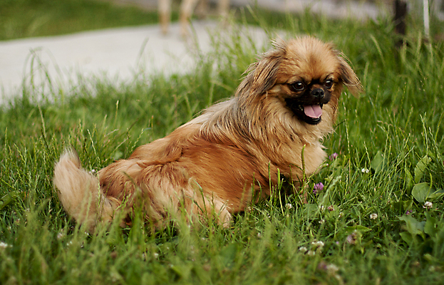 포토 JPG 해외이미지 꽃 행복 놀이 잔디 사람없음 야외 산책 개 해외포토 식물 감정 포유류 휴식 파일형식 이미지허브