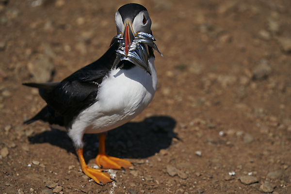 포토 JPG 해외이미지 동물 계절 지구 야생동물 음식 모래 바다 섬 날개 오렌지 발 자연 조류 웨일즈 어류 사람없음 빨간색 파란색 컬러풀 노란색 검은색 산책 흰색 작음 장어 깃털 부리 진흙 대서양 적재 계산서 내추럴 동물상 왕국 많음 펨브룩셔 해외포토 컬러 컨셉 과일 휴식 영국 신체부위 조형물 수중동물 크기 생태계 파일형식 이미지허브