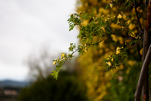 포토 JPG 해외이미지 식물 꽃 잎 자연 하늘 사람없음 야외 가로 초록색 모래사장 장미 노란색 많음 해외포토 바다 컬러 컨셉 생태계 파일형식 이미지허브