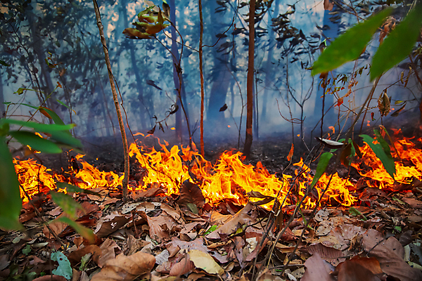 포토 JPG 해외이미지 나무 산 사람없음 야외 연기 숲 위험 산불 해외포토 식물 컨셉 화재 파일형식 이미지허브