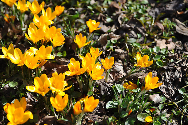 포토 JPG 해외이미지 식물 계절 공원 꽃잎 꽃 백그라운드 꽃무늬 자연 사람없음 야외 초록색 컬러풀 뷰티 노란색 정원 봄 벚꽃 신선 개화 닫기 원예 내추럴 사프란 해외포토 공공시설 컬러 무늬 모션 취미 향신료 생태계 파일형식 이미지허브