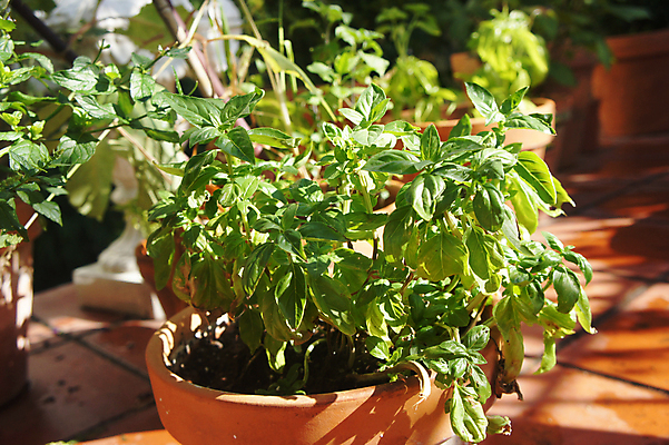 포토 JPG 해외이미지 식물 화분 음식 잎 채소 재료 주택 건강 요리 사람없음 야외 초록색 햇빛 정원 맑음 성장 발코니 신선 도자기 변화 맛 냄비 혼합 민트 허브 향신료 유기농 원예 아로마 향 바질 로즈메리 바이오 심기 오레가노 채식주의자 해외포토 웰빙 컬러 컨셉 모션 날씨 취미 건물 태양 솥 채식 향미료 파일형식 이미지허브