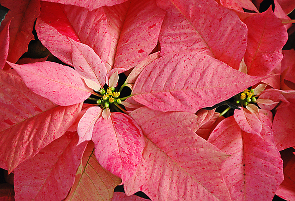 포토 JPG 해외이미지 식물 계절 꽃잎 꽃 분홍색 크리스마스 꽃무늬 사람없음 정원 벚꽃 개화 포인세티아 해외포토 기념일 컬러 무늬 파일형식 이미지허브