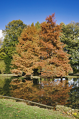 포토 JPG 해외이미지 나무 식물 계절 공원 백그라운드 잎 오렌지 자연 풍경 사람없음 야외 목재 빨간색 초록색 컬러풀 갈색 노란색 가을 나뭇가지 거친 황금 숲 나무껍질 내추럴 해외포토 공공시설 컬러 과일 재료 껍질 생태계 파일형식 이미지허브