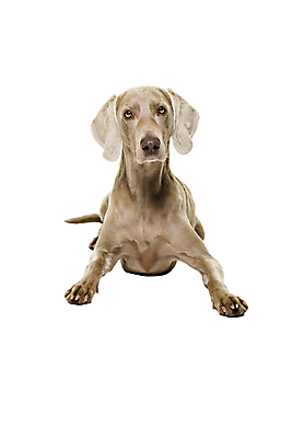 포토 JPG 해외이미지 스튜디오촬영 동물 척추동물 한마리 포유류 실내 사람없음 반려동물 뷰티 귀여움 믿음 듣기 회색 게임 개 달콤 스마트 호기심 흰배경 사냥 향기 사냥개 송곳니 거짓말 유래 주목 혼자 해외포토 1 감정 컬러 백그라운드 컨셉 모션 놀이 내부 흰색 맛 치아 냄새 파일형식 이미지허브