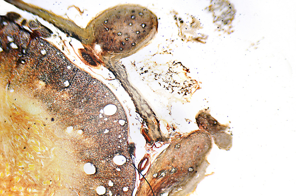 포토 JPG 해외이미지 식물 과학 해부 추상 세포 현미경 실험 사람없음 조직 실험실 코드 미끄럼틀 DNA 생명공학 불안 척추 생물학 고립 바이오 화학물질 해외포토 교육 감정 무늬 의학 뼈 실험기구 화학 놀이기구 파일형식 이미지허브