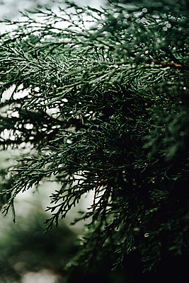 포토 JPG 해외이미지 백그라운드 잎 자연 사람없음 아웃포커스 초록색 해외포토 식물 컬러 촬영기법 생태계 파일형식 이미지허브