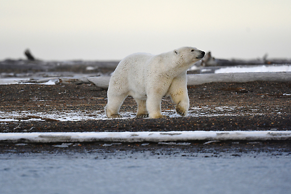 포토 JPG 해외이미지 주간 한마리 야생동물 곰 사람없음 야외 북극곰 백곰 해외포토 자연요소 동물 1 포유류 파일형식 이미지허브
