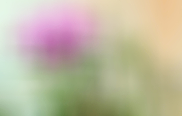 포토 JPG 해외이미지 식물 꽃잎 꽃 줄기 분홍색 꽃다발 백그라운드 꽃무늬 자연 부활절 발렌타인데이 동양인 사람없음 장식 빨간색 뷰티 정원 보라색 봄 낭만 벚꽃 흰색 신선 난초 우아함 제비꽃 싱글 원예 호접란 내추럴 고립 이국적 국경 해외포토 계절 기념일 컬러 컨셉 무늬 데이이벤트 인종 취미 생태계 파일형식 이미지허브