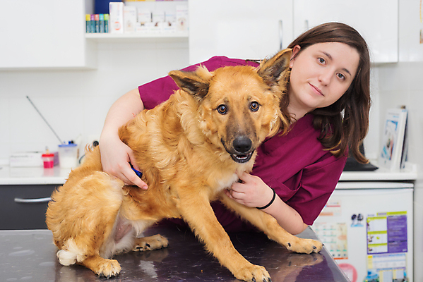 포토 JPG 해외이미지 동물 백인 직업 라이프스타일 여자 행복 유니폼 청진기 포옹 함께함 건강 병원 사랑 한명 미소 사람 성인 반려동물 약 터치 환자 간호사 의사 흰색 잡기 개 강아지 주둥이 테라피 수의사 송곳니 돌봄 해외포토 서양인 1 옷 감정 컬러 컨셉 포유류 의학 의료기기 안기 모션 표정 생활 뷰티 의료진 치아 파일형식 이미지허브