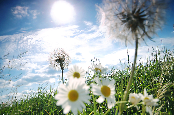 포토 JPG 해외이미지 주간 하늘 사람없음 야외 태양 소프트포커스 민들레 데이지 민들레홀씨 해외포토 자연요소 꽃 촬영기법 파일형식 이미지허브