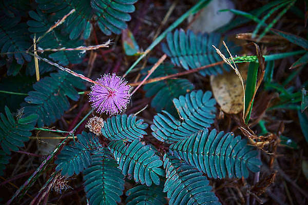 포토 JPG 해외이미지 나무 식물 공원 꽃 분홍색 포즈 백그라운드 잎 꽃무늬 자연 사람없음 야외 초록색 물 여름 뷰티 우주 환경 정원 봄 터치 성장 물방울 나뭇가지 신선 떨어짐 이슬 수줍음 묘사 질감 내추럴 해외포토 자연요소 계절 공공시설 감정 컬러 컨셉 무늬 생태계 파일형식 이미지허브