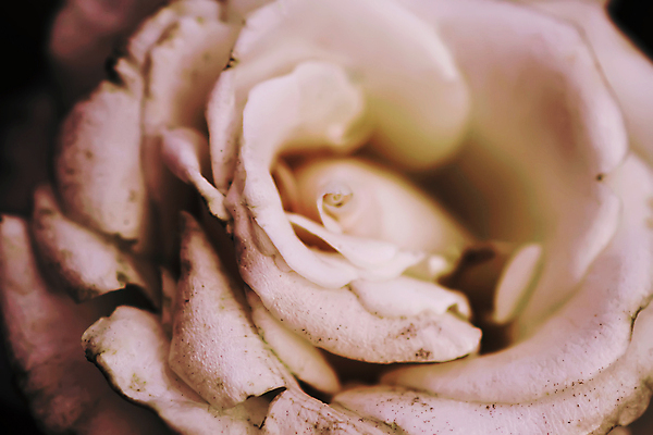 포토 JPG 해외이미지 식물 디자인 꽃잎 꽃 줄기 꽃다발 결혼 백그라운드 잎 꽃무늬 자연 휴가 발렌타인데이 선물 사랑 사람없음 옆모습 초록색 여름 뷰티 장미 정원 검은색 봄 낭만 벚꽃 흰색 신선 신용카드 닫기 배열 싱글 유기농 원예 슛 내추럴 고립 완전 해외포토 웰빙 계절 감정 뷰포인트 컬러 컨셉 무늬 모션 데이이벤트 이벤트 취미 금융 생태계 파일형식 이미지허브